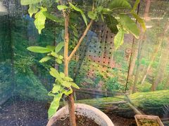-上海大自然野生昆虫馆(东方明珠·爬宠昆虫探索中心)