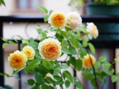 -泰吉象·纯正泰式按摩SPA(杭行荟店)