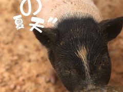 -泉州海丝野生动物世界