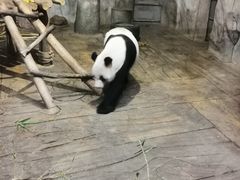 -深圳野生动物园