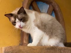 -猫猫幼稚园·撸猫·桌游·电玩