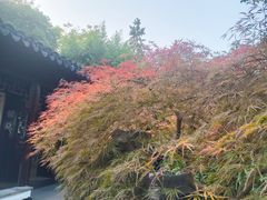 -秋霞圃
