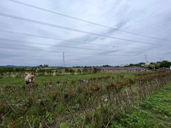 -紫颐香薰山谷景区