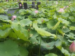 -洪湖家庭农场·团建·露营·会议