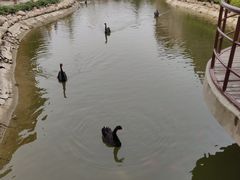 -芭东小镇温泉