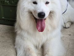 -翊宠yipet猫狗购宠庄园犬舍•猫舍