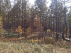 -塞罕坝国家级自然保护区