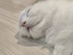 -屋虎猫馆(宝安大仟里店)
