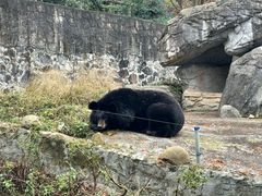 -都江堰中华大熊猫苑
