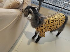 -怪兽屋·羊驼·猫咖·狗咖(俊华广场店)