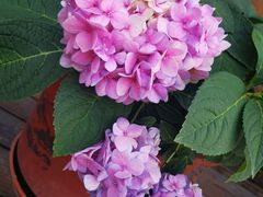 -呼吸森林·生态农庄农家乐私房菜