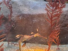 -上海海洋水族馆