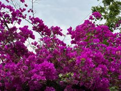 -西双版纳傣族园