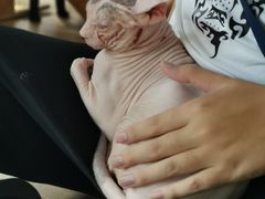 -more than meow吴止猫主题餐厅(承德 中船汇店)