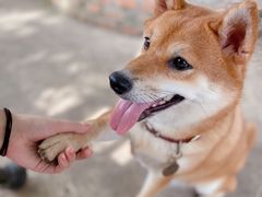 -柴犬高等学院·狗咖·柴犬售卖·宠物训练