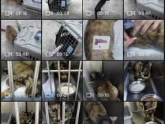 -福州肆爪动物医院