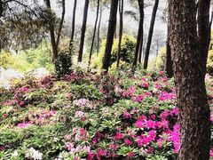 -南山植物园