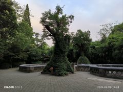 -习家池