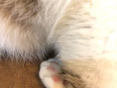 -万小咖.猫咖(中山路天虹店)