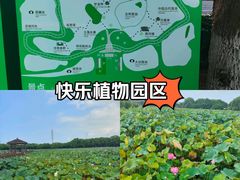 -荷塘月色湿地公园·向阳花洲