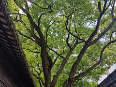 -上海醉白池公园