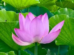 -莲花池公园