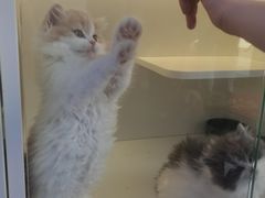-小猫来了·猫舍(红山六九七九店)