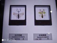 -上海昆虫博物馆