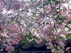 -深圳国际园林花卉博览园