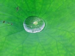 -杭州植物园