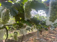 -马陆小张葡萄园农家乐