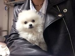 -芭比堂动物医院·犬猫全科·异宠专科(雁塔分院)