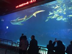 -烟台海昌鲸鲨海洋公园