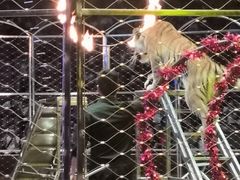 -俄罗斯国家大马戏团