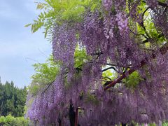 -嘉定紫藤园