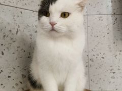 -喵园·猫主题咖啡厅·撸猫·猫咖(国贸店)