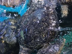 -烟台海昌鲸鲨海洋公园