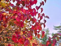 -五营红松林海景区