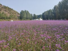 -紫海香堤香草艺术庄园