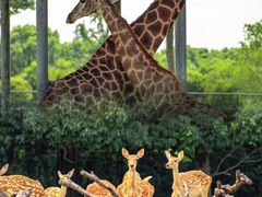 -常州淹城野生动物世界