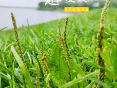 -丁香湖公园