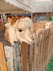 -萌宠亲子动物乐园(槐房万达店)