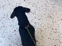 -瑞派康怡24h宠物医院·犬猫医疗中心·微创绝育(瑞景分院)