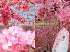 -天适樱花悠乐园