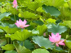 -莲花池公园