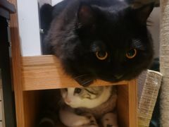 -瑞派康怡24h宠物医院·犬猫医疗中心·微创绝育(瑞景分院)