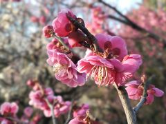-梅花山(明孝陵内)