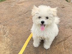 -翊宠yipet猫狗购宠庄园犬舍•猫舍