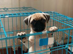 -翊宠yipet猫狗购宠庄园犬舍•猫舍