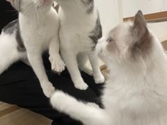 -有喵·猫咖·狗咖·30几只猫10只小狗(岗厦店)